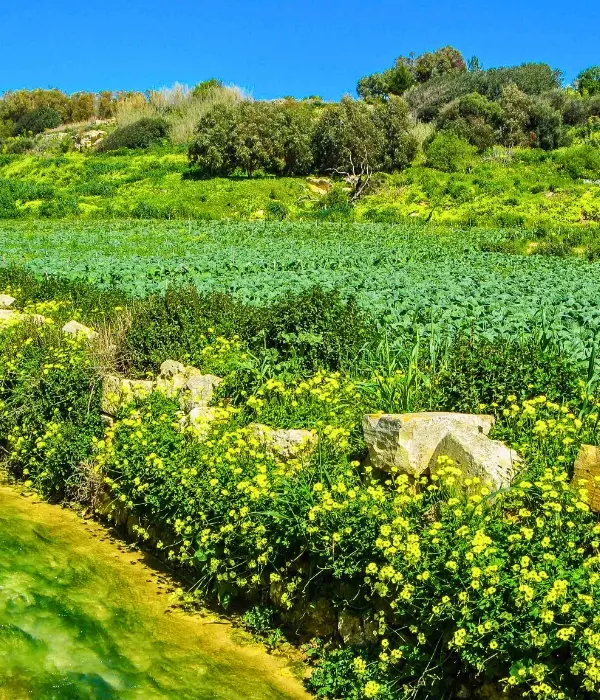 Th greenery in Malta's countryside.
