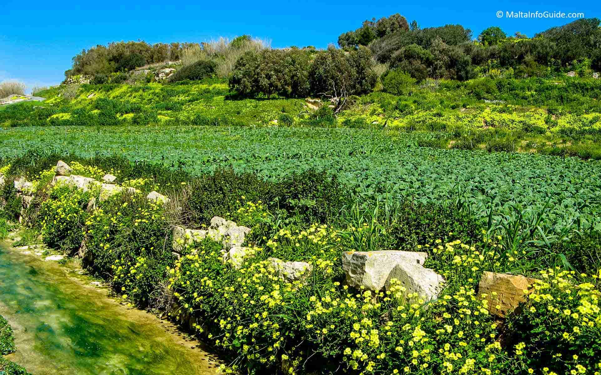 Beautiful weather in Malta greenery after a heavy rainstorm.