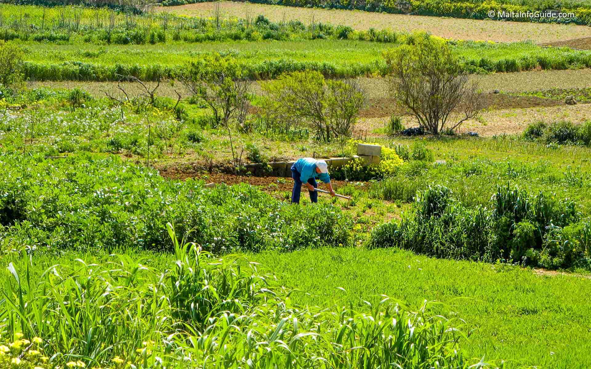 A farmer working in the countryside in Malta. A farmer working in the countryside in Malta.